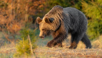 V Medzibrode videli ráno medveďa hnedého, pohyboval sa nad bioplynovou stanicou