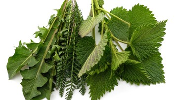 Tri bylinky pre dokonalú očistu tela od toxínov. Rastú aj pod oknami na sídliskách