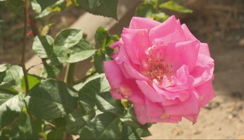 Patrí medzi posledných pestovateľov ruží na Slovensku. Vášeň pre kvety zdedil aj jeho syn