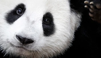 Panda veľká už nie je ohrozený druh