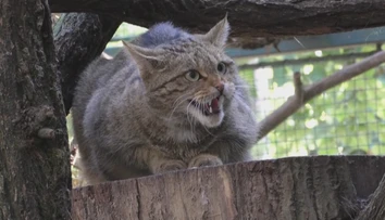 Stretnúť mačku divú v prírode je takmer nemožné. Bojnická zoo má plán, ako to zmeniť