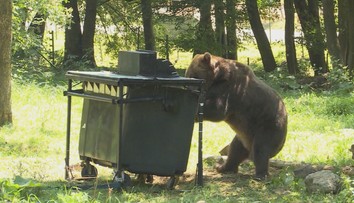V Sučanoch a Turci sa ľudia báli hladného a agresívneho medveďa, zásahový tím ho utratil