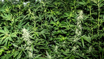 Jamajka hlási akútny nedostatok marihuany. Môže za to kombinácia dvoch faktorov