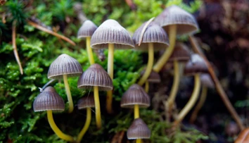 „Magické“ huby, ktoré rastú aj u nás, vyvolávajú stavy ako LSD. Háčik je v tom, že sa po nich môžete zblázniť