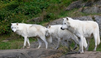 Nešťastie v safari parku neďaleko Paríža. Ženu napadli tri vlky, jej stav je kritický