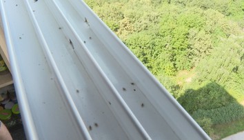 Plné balkóny aj okná. Košičanov trápi zapáchajúci hmyz, ktorí dokáže aj poštípať