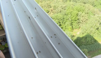 Plné balkóny aj okná. Košičanov trápi zapáchajúci hmyz, ktorí dokáže aj poštípať