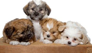 Britská vláda zakázala obchodom so zvieratami predávať šteňatá a mačatá