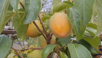 Tak na toto si trúfne len málokto. Slovákovi sa podarilo vypestovať obľúbené subtropické ovocie