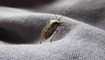 Chorvátsko zaplavil zapáchajúci hmyz. Miestna obyvateľka vyrozprávala hrozivú skúsenosť