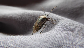 Chorvátsko zaplavil zapáchajúci hmyz. Miestna obyvateľka vyrozprávala hrozivú skúsenosť