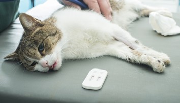 V roku 2014 bolo použitých na vedecké pokusy iba v Belgicku 1578 psov a 120 mačiek