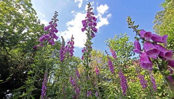 V prírode začína kvitnúť prudko jedovatá rastlina. Krásne kvety sú pre deti veľkým lákadlom, varujú odborníci