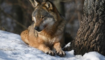 Nová vláda si berie na „mušku“ aj vlky. Podľa ochranára ide o pomstu