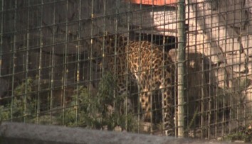 Tragédia v zoo pri Brezne. Majiteľa napadla šelma, spôsobila mu smrteľné zranenia