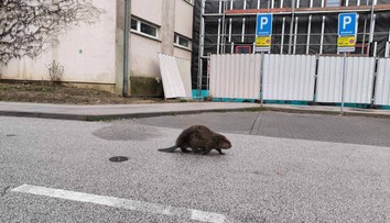 VIDEO: Košičanov vystrašil na zastávke MHD bobor. Prechádzal sa pomedzi ľudí čakajúcich na spoj