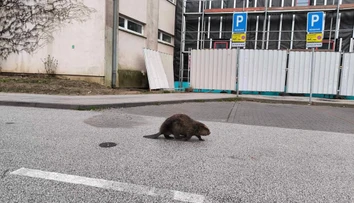 VIDEO: Košičanov vystrašil na zastávke MHD bobor. Prechádzal sa pomedzi ľudí čakajúcich na spoj