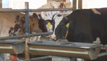 Horúčavy môžu znižovať množstvo a kvalitu mlieka. Chovatelia preto ochladzujú kravíny