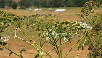 Rastlina, ktorá na tele dokáže spôsobiť poriadne nepríjemné popáleniny. Pri prechádzkach prírodou si na ňu dajte pozor