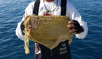 Žraloky na kokaíne. V morských živočíchoch našli nadmerné množstvo drog