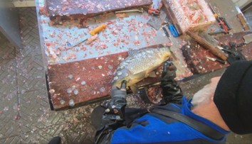 Ministrovi sa nepáči zákaz predaja kaprov pred obchodnými reťazcami. Našiel preto náhradné riešenie