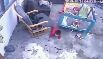 Mačacia "opatrovateľka" je hitom internetu: Kojenca zachránila pred pádom zo schodov