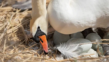 Dôkaz, že aj zvieratá majú dušu? Labuť zomrela od žiaľu, keď jej vajíčka rozdrvili tehlami