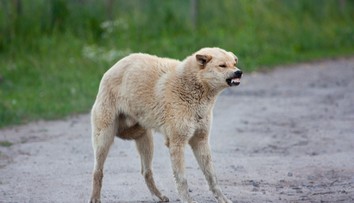 Poľskí veterinári hlásia nové ohniská smrteľnej besnoty. Objavili sa neďaleko hraníc so Slovenskom