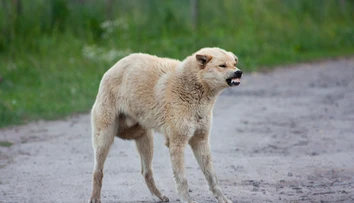 Poľskí veterinári hlásia nové ohniská smrteľnej besnoty. Objavili sa neďaleko hraníc so Slovenskom