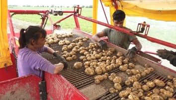 Na severe ešte len sadia, na juhu vyorávajú. Prvé tohtoročné slovenské zemiaky sa už dostávajú na pulty
