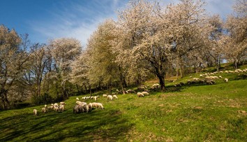 Najromantickejšie miesto na Slovensku: Na Gemeri zakvitli tisíce historických čerešní