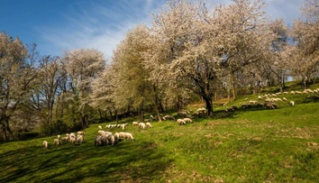 Najromantickejšie miesto na Slovensku: Na Gemeri zakvitli tisíce historických čerešní