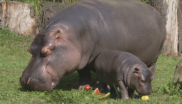 Predstavíme vám prácu človeka, ktorý rozhoduje o párení sa zvierat