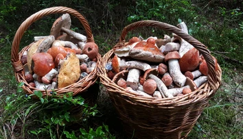 Sezóna húb ešte neskončila. Odborníci majú jasno v tom, do kedy ešte budú rásť