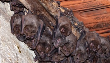 Dieťa uhryzol netopier, rodičia za lekármi nešli. Skončilo sa to tragicky