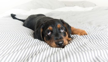 Patrí alebo nepatrí pes do postele? Tu je názor psieho kouča