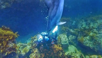 VIDEO: Úrady v Japonsku varujú pred agresívnymi delfínmi. Dieťaťu museli po útoku zašiť ranu 30 stehmi