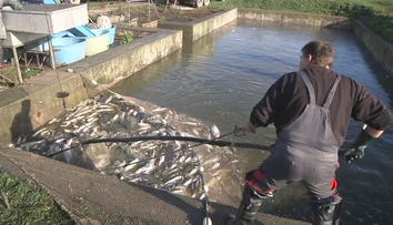 Štedrá večera môže skončiť aj bez kapra. Rýb bude na Vianoce menej a budú aj drahšie
