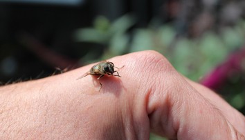 Nevyspytateľná hrozba sa môže týkať aj vás: Alergia na bodnutie hmyzom vie vzniknúť kedykoľvek