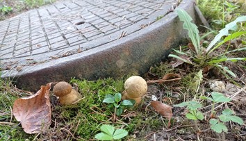 FOTO: Hubári našli pri Prievidzi hríby, ktoré zvyčajne rastú od mája. Dôvod vás prekvapí