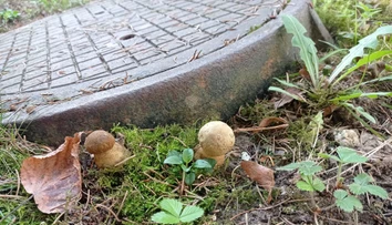FOTO: Hubári našli pri Prievidzi hríby, ktoré zvyčajne rastú od mája. Dôvod vás prekvapí