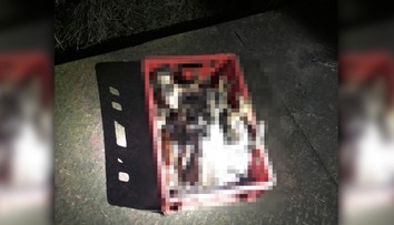 Šokujúci nález na východe Slovenska: Páchateľ zabil šesť šteniatok