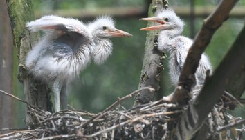 V Turci sa vyskytol vírus vtáčej chrípky. Potvrdili ho u uhynutej volavky