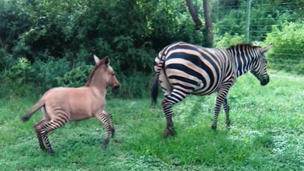 Jedinečný úkaz. Samici zebry sa narodilo mláďa, otcom je somár