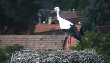 Niektoré bociany už smerujú do teplých krajín. Prvé z nich sa vydali na cestu skôr, ako je zvykom