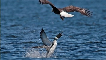 Orol našiel nečakaného premožiteľa. Smrtiacu ranu mu zasadila jeho zvyčajná korisť