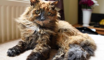 Zomrela najstaršia mačka sveta. Oficiálny titul získať nestihla