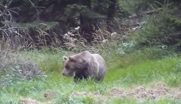 Na mieste, kde muž († 63) hľadal huby, je medveď ako doma. Našli tam staršie aj čerstvé ležoviská