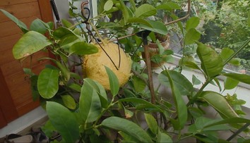 Dôchodca z Piešťan vypestoval doma v kvetináči takmer kilový citrón. Prekvapí vás, čím rastlinu zalieval