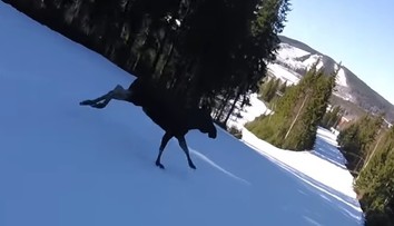 VIDEO: Kúsok od tragédie. Lyžiar v plnej rýchlosti takmer napálil do obrovského losa
